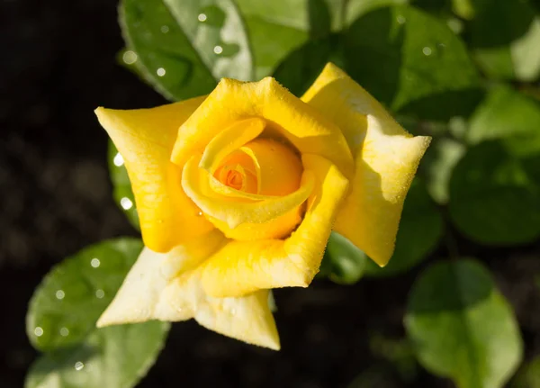 Belle Rose Jaune Fleurit Dans Fond Jardin Feuilles Tiges Vertes — Photo