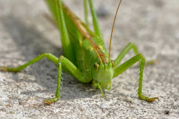 Detailní Pohled Malý Kobylkový Hmyz — Stock fotografie