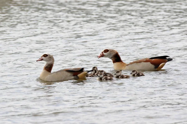 Nilgans Familj Sjö — Stockfoto