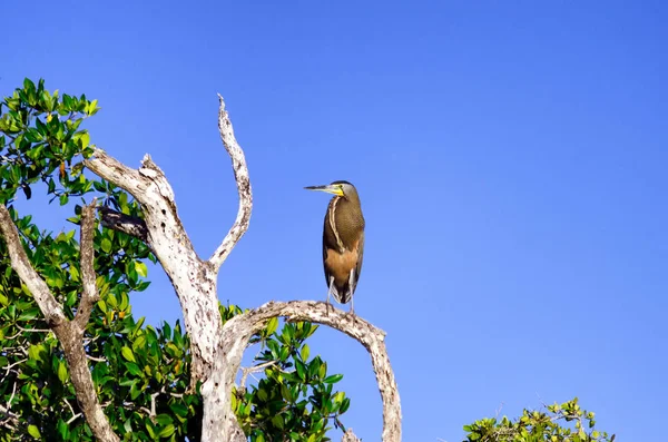 Bare Throated Tiger Heron Tree Rio Lagartos Mexico — Stock Photo, Image