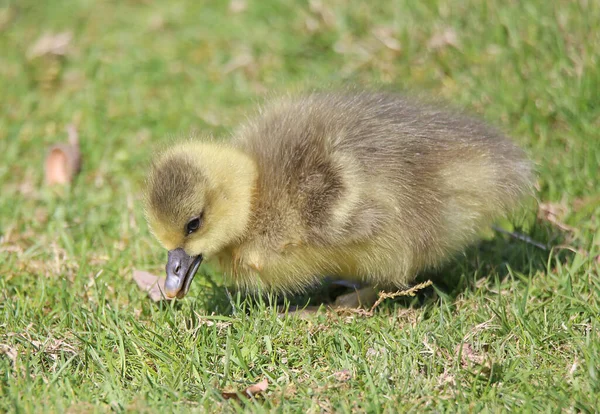 Grayling Greylag Goose Anser Anser — Φωτογραφία Αρχείου