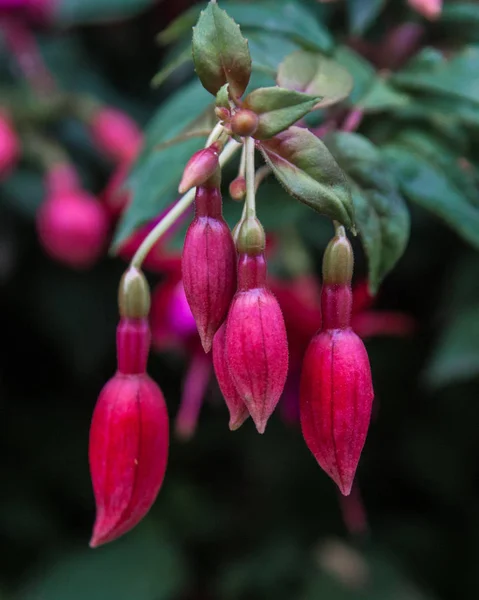 아름다운 꽃피는 시아의 — 스톡 사진