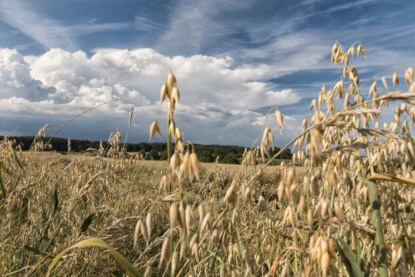 Oat Field Clouds — Stock Photo, Image