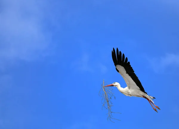 Cegonha Voo Com Material Nidificação Frente Céu Azul — Fotografia de Stock