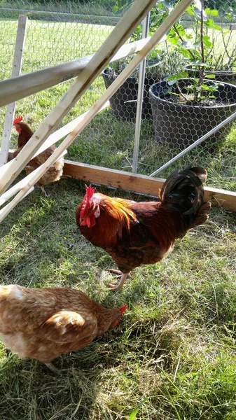 Mayor Visión Gallina Ambos Recinto —  Fotos de Stock