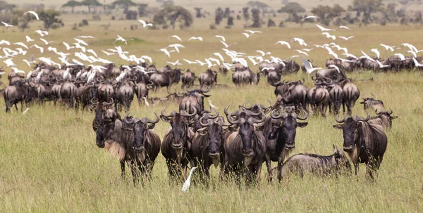 Connochaetes Gran Manada Ñus Pastando Parque Nacional Del Serengeti Tanzania — Foto de Stock