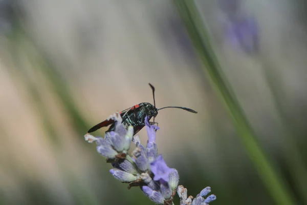 Six Taches Sur Une Fleur Lavande — Photo