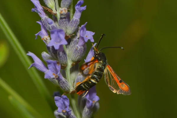 赤の眼鏡がラベンダーの花に蜜を吸う — ストック写真