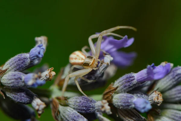 Araignée Crabe Faune Insectes — Photo