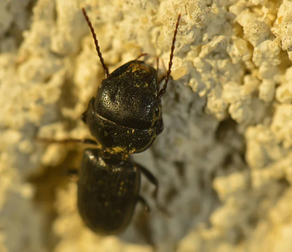 Nahaufnahme Von Insekten Der Natur — Stockfoto