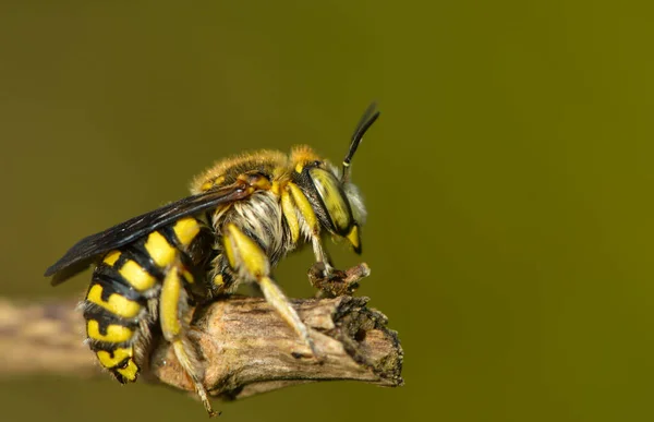 Coupe Feuilles Abeille Sur Une Plante — Photo