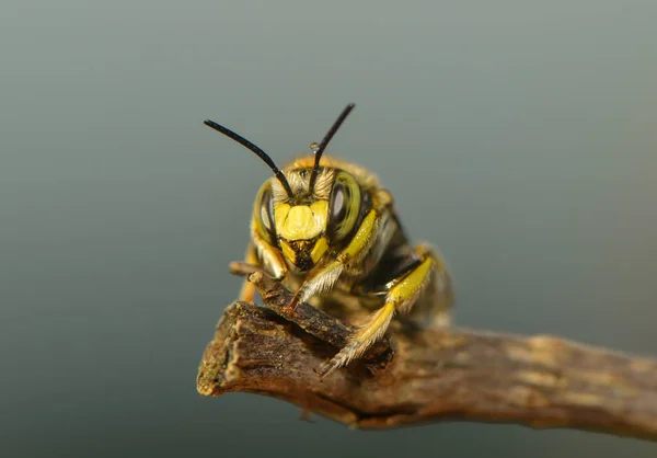 Blattschneider Biene Auf Einer Pflanze — Stockfoto