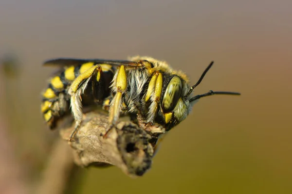 Coupe Feuilles Abeille Sur Une Plante — Photo