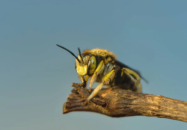 Blattschneider Biene Auf Einer Pflanze — Stockfoto