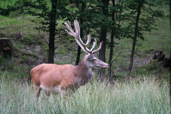 Wildhirsche Naturfauna Und Wildtiere Von Rotwild — Stockfoto