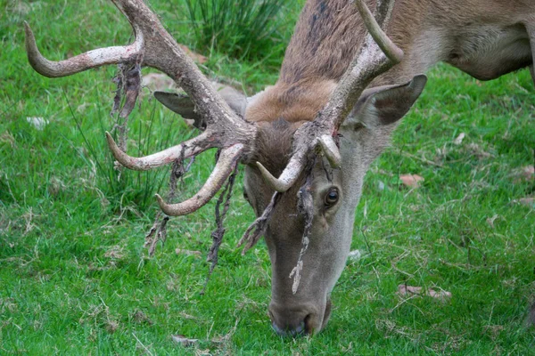 Wilde Edelherten Natuurfauna Wilde Dieren Van Herten — Stockfoto