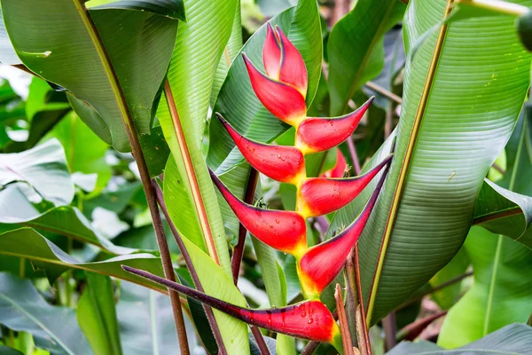 Closeup Uma Flor Heliconia Rostrata Vermelha Uma Floresta Perto Manizales — Fotografia de Stock