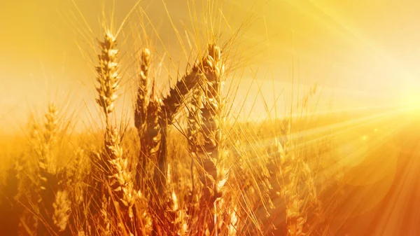 Close Golden Grain Ears Bright Sunbeams Bokeh — Stock Photo, Image