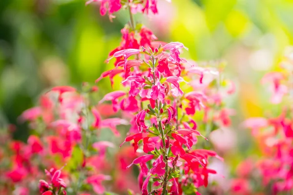 Imagem Fundo Das Flores Coloridas Natureza Fundo — Fotografia de Stock