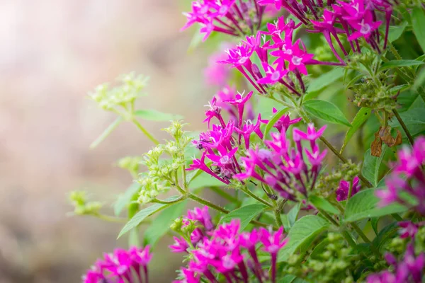 Achtergrond Afbeelding Van Kleurrijke Bloemen Achtergrond Natuur — Stockfoto