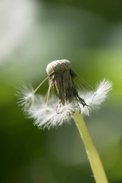 Prachtig Uitzicht Natuurlijke Paardebloem — Stockfoto