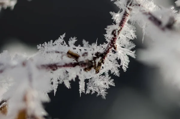 Icy Frost Crystals Clinging Frozen Winter Foliage — Stock Photo, Image