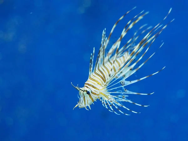 Singa Laut Bawah Air Kehidupan Laut — Stok Foto