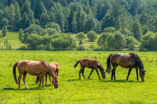 Pferde Auf Der Weide — Stockfoto