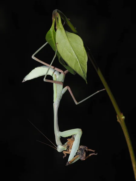 Indian Mantis Hierodula Membranacea — Stock Photo, Image