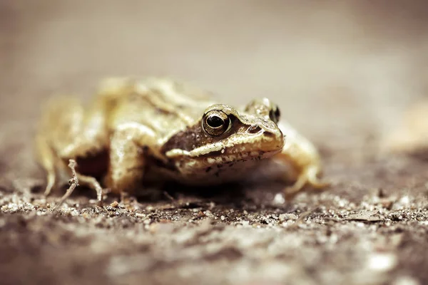 Moorfrosch Auf Einem Waldweg Rana Arvalis Einer Makroaufnahme — Stockfoto