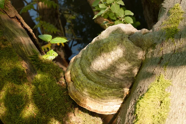 Kůra Stromů Přírodní Dřevo Texturované — Stock fotografie