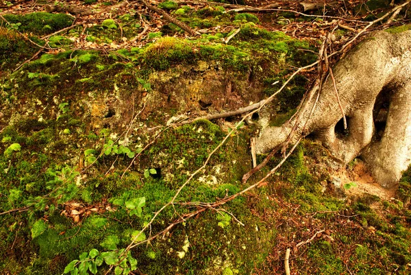 Літня Лісова Підлога — стокове фото