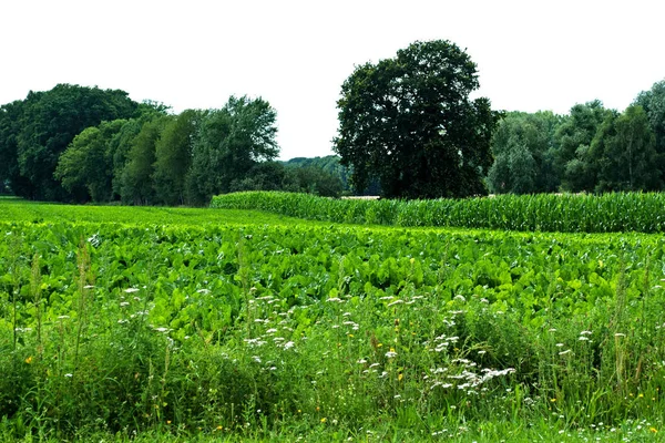 Verdure Cavolo Alimenti Vegetali — Foto Stock