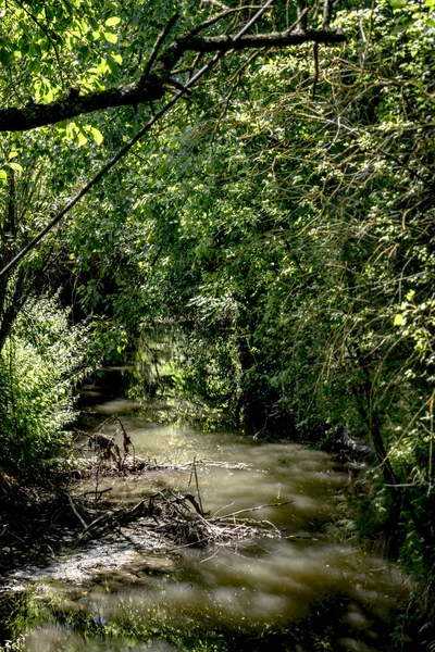 Flora Florestal Árvores Ambiente — Fotografia de Stock