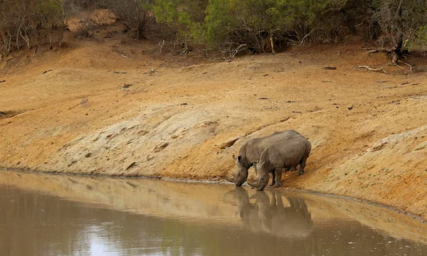 Twee Neushoorns Bij Waterput Zuid Afrika — Stockfoto