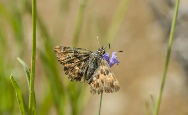 Borboleta Jebish Senta Uma Flor Lavanda — Fotografia de Stock