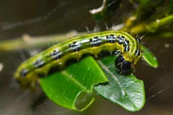 Raupe Der Buchsbaumzündung — Stockfoto