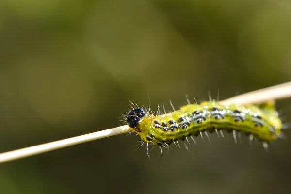 Insecto Oruga Gusano Pequeño — Foto de Stock