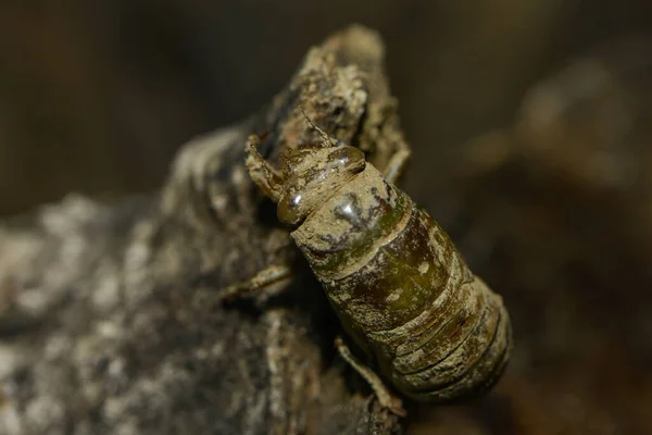 Puro Larvaları Topraktan Gelir — Stok fotoğraf