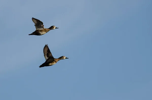 Dos Patos Cuello Anular Volando Cielo Azul — Foto de Stock
