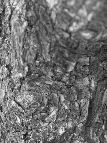 Μαύρο Και Λευκό Φωτογραφία Του Κοντινό Του Ζωντανό Φλοιό Δέντρου — Φωτογραφία Αρχείου