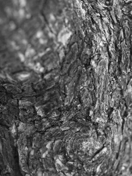 Černobílá Fotka Zblízka Živé Stromové Kůře — Stock fotografie