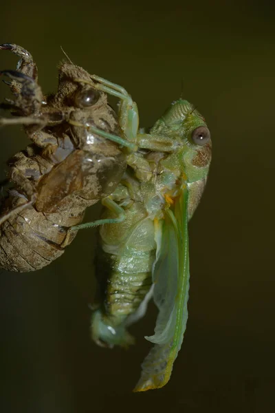 Cigale Frees Itself Larval Hull — Stock Photo, Image