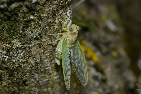 Cigale Liberta Casco Larval — Fotografia de Stock