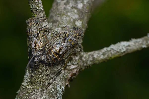 Närbild Insekter Naturen — Stockfoto