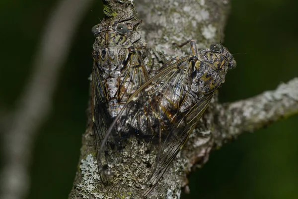 Gros Plan Sur Les Insectes Mise Point Sélective — Photo