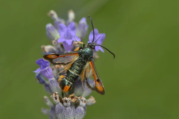 Vidro Zibelina Vermelho Suga Néctar Uma Flor Lavanda — Fotografia de Stock