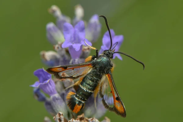 Vidro Zibelina Vermelho Suga Néctar Uma Flor Lavanda — Fotografia de Stock