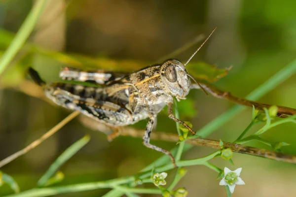 Heuschreckeninsekt Wirbellose Betwanze — Stockfoto