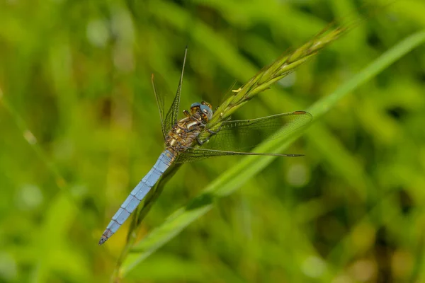 Libelle Insect Klein Insect Met Vleugels Natuur — Stockfoto